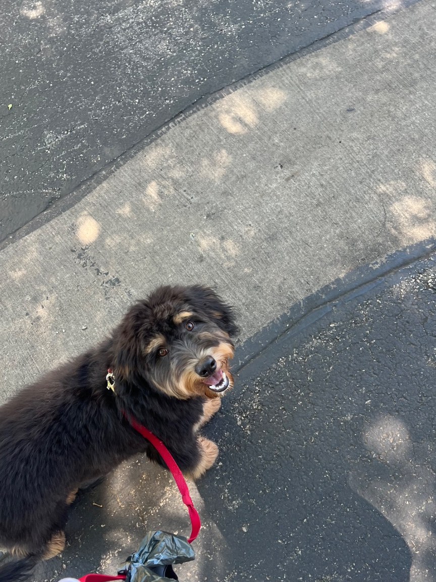 Moose, Caitlin's Aussie Doodle